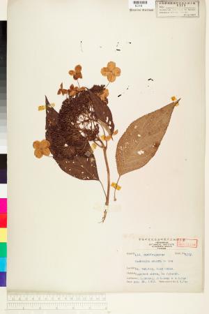<a href="https://brmas.openmuseum.tw/muse/digi_object/092a8a7679eb86b2b9214e375410ce3c" target="_blank">高山藤繡球／中央研究院生物多樣性研究博物館植物標本館 (HAST)</a>
