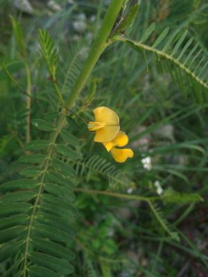 <a href="https://taieol.tw/muse/digi_object/a7007dc875189be8ec92268ad4a76503" target="_blank">田菁／By：chiehliangchen／iNaturalist</a>