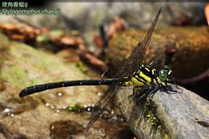 <a href="https://taieol.tw/muse/digi_object/6311cf80251b9f0ab6712d5c38f1331a" target="_blank">球角春蜓／By：曹美華／台灣蜻蜓網路圖鑑The Dragonflies of Taiwan</a>