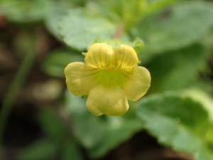 <a href="https://taieol.tw/muse/digi_object/22009bb065fc3ac95d47ce462c69b4a1" target="_blank">黃花過長沙舅／By：leaf0605／iNaturalist</a>