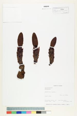 <a href="https://brmas.openmuseum.tw/muse/digi_object/09525e41506d6caa084c236459b02966" target="_blank">蛇菰屬／中央研究院生物多樣性研究博物館植物標本館 (HAST)</a>