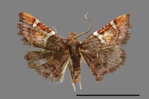 <a href="https://fact.tfri.gov.tw/muse/digi_object/34b6996e82bfaa635f3fffb7ceeb080b" target="_blank">Pyralis regalis regalis／林業試驗所昆蟲標本館</a>