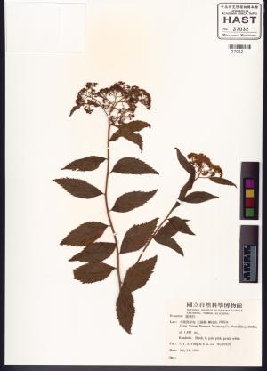 <a href="https://brmas.openmuseum.tw/muse/digi_object/096970a8cd2a48f3ed8b399a79b9ef7b" target="_blank">薔薇科／中央研究院生物多樣性研究博物館植物標本館 (HAST)</a>