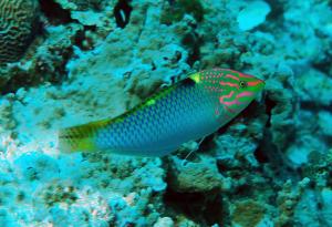 <a href="https://fishdb.sinica.edu.tw/muse/digi_object/9c65186dcf0b90cfdc5008f625fe2460" target="_blank">Halichoeres hortulanus@fishdb-media-8568／蔡正一</a>