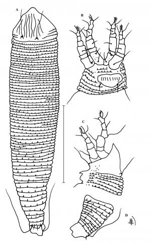 Proartacris pinnatus Wang & Huang, 2012