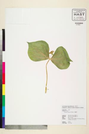 <a href="https://brmas.openmuseum.tw/muse/digi_object/097a9b6a3854e7000cf583d97f8a6e91" target="_blank">延齡草／中央研究院生物多樣性研究博物館植物標本館 (HAST)</a>