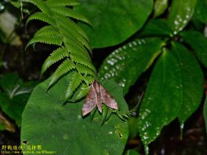 <a href="https://taieol.tw/muse/digi_object/8faf457f0887b820a86ea793efc0ce4b" target="_blank">Acosmerycoides harterti／By：kinmatsu／iNaturalist</a>