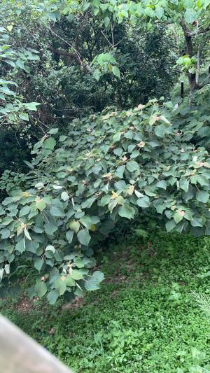 <a href="https://taieol.tw/muse/digi_object/0482c1ce8fe13d47665da9bd8a568544" target="_blank">野桐／By：taichungisawesome／iNaturalist</a>