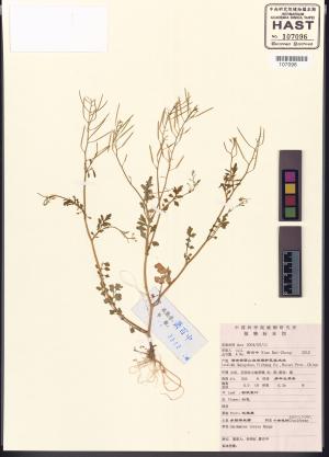 <a href="https://brmas.openmuseum.tw/muse/digi_object/09b1a7c254f299e944dfc067c79f1a2c" target="_blank">碎米薺屬／中央研究院生物多樣性研究博物館植物標本館 (HAST)</a>
