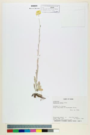 <a href="https://brmas.openmuseum.tw/muse/digi_object/09c3555c12cf28555341f3daac379f7c" target="_blank">鼠麴草／中央研究院生物多樣性研究博物館植物標本館 (HAST)</a>