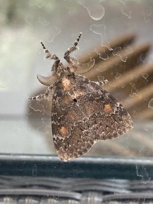 <a href="https://taieol.tw/muse/digi_object/629a16d809f589f879793a1d74fac090" target="_blank">Ilema kosemponica／By：streamyu／iNaturalist</a>