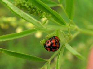 六條瓢蟲 Cheilomenes sexmaculata (Fabricius, 1781 )