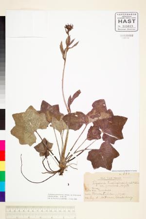 <a href="https://brmas.openmuseum.tw/muse/digi_object/09c8432af40fdd3895b6c425efba6cdc" target="_blank">台灣山菊／中央研究院生物多樣性研究博物館植物標本館 (HAST)</a>