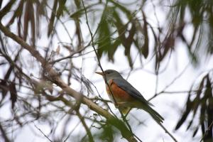 <a href="https://taieol.tw/muse/digi_object/1bff23f5f91eaf4ca731ea90275dc454" target="_blank">灰背鶇／By：chendada／iNaturalist</a>