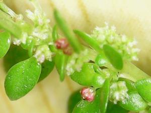 <a href="https://taieol.tw/muse/digi_object/01b101e2a5eb726d00455ccdd6a90136" target="_blank">小葉冷水麻／By：naturalist8102／iNaturalist</a>
