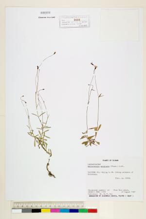 <a href="https://brmas.openmuseum.tw/muse/digi_object/09e6ca6471c63f948c4445f527e6c4af" target="_blank">細葉蘭花參／中央研究院生物多樣性研究博物館植物標本館 (HAST)</a>