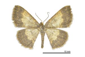 Peratophyga grata stuningi_female_Tatajia_CB859)_03