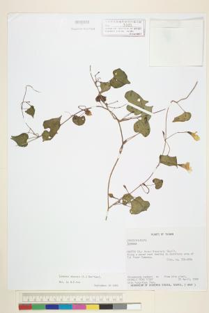 <a href="https://brmas.openmuseum.tw/muse/digi_object/09eb40f957934577bbf4c49c33c16610" target="_blank">野牽牛／中央研究院生物多樣性研究博物館植物標本館 (HAST)</a>