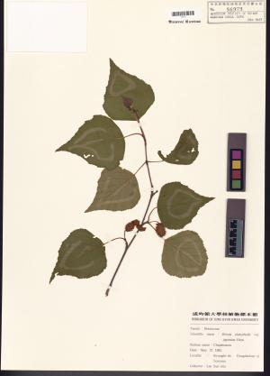 <a href="https://brmas.openmuseum.tw/muse/digi_object/09fbf22bcfa5c05d74497b0b628a1d5e" target="_blank">多鬚鼬魚／中央研究院生物多樣性研究博物館植物標本館 (HAST)</a>