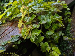 <a href="https://taieol.tw/muse/digi_object/0d6630f8e1c53874f426208a39679fda" target="_blank">地錦／By：kinmatsu／iNaturalist</a>