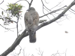 <a href="https://taieol.tw/muse/digi_object/c6df3b048b5cc5533845f5cea7d15ed2" target="_blank">東方蜂鷹／By：lava_chen／iNaturalist</a>