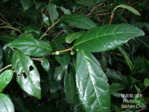 <a href="https://taieol.tw/muse/digi_object/acd59065a3005c72e4377d5ce922045b" target="_blank">茶／By：cyst007／iNaturalist</a>