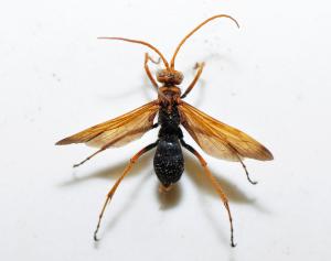 Pompilidae sp._陽明山 2