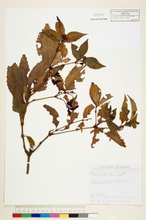 <a href="https://brmas.openmuseum.tw/muse/digi_object/0a4bc6437e23739028bc9dffd665ea9d" target="_blank">草珊瑚(紅果金粟蘭、接骨木)／中央研究院生物多樣性研究博物館植物標本館 (HAST)</a>