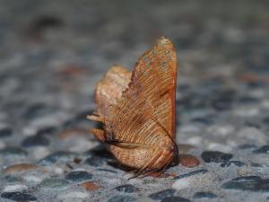 <a href="https://taieol.tw/muse/digi_object/46e4745f10c6cedc324694c65a129e21" target="_blank">皺紋黃尺蛾／By：max822／iNaturalist</a>