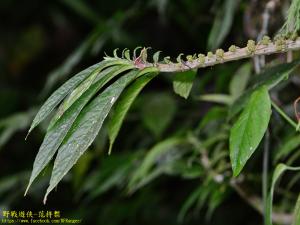 <a href="https://taieol.tw/muse/digi_object/168b6d5741354993273b2808cec6d623" target="_blank">烏來麻／By：kinmatsu／iNaturalist</a>