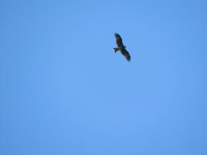 <a href="https://taieol.tw/muse/digi_object/1bfad9a8a1fd08f1855865d45406f597" target="_blank">黑鳶／By：sychen／iNaturalist</a>