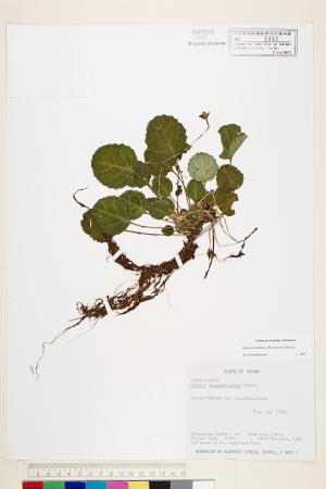 <a href="https://brmas.openmuseum.tw/muse/digi_object/0a7033d852abfb955c2a409cc53a7f37" target="_blank">倒卵葉裂緣花／中央研究院生物多樣性研究博物館植物標本館 (HAST)</a>