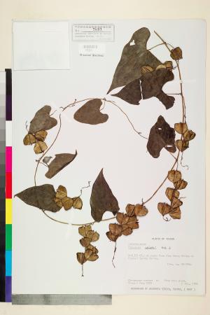 <a href="https://brmas.openmuseum.tw/muse/digi_object/0a8502ed5ec5e780969314e21a5796a4" target="_blank">粉背薯蕷／中央研究院生物多樣性研究博物館植物標本館 (HAST)</a>