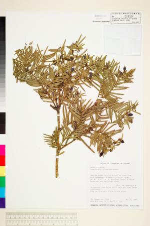 <a href="https://brmas.openmuseum.tw/muse/digi_object/0a8c55f0a3ba88b88b6f613ff3f23cd4" target="_blank">台灣粗榧／中央研究院生物多樣性研究博物館植物標本館 (HAST)</a>