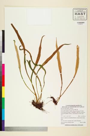 <a href="https://brmas.openmuseum.tw/muse/digi_object/0a936ea8ec046da8e4b47b3e6c73feb4" target="_blank">中國石葦／中央研究院生物多樣性研究博物館植物標本館 (HAST)</a>