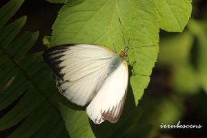 <a href="https://taieol.tw/muse/digi_object/2f34564be018b47e463ac72aa7734a33" target="_blank">淡褐脈粉蝶／By：台灣蝴蝶保育學會／台灣蝴蝶保育學會</a>