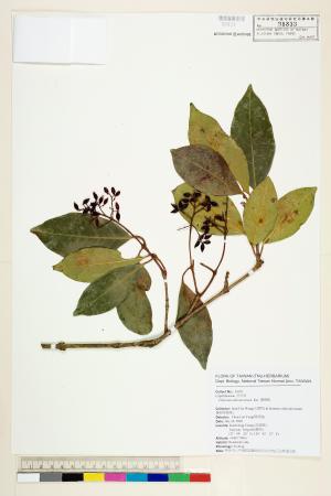 <a href="https://brmas.openmuseum.tw/muse/digi_object/0aa06b24d707a0f6162f4871263b3e5a" target="_blank">珊瑚樹／中央研究院生物多樣性研究博物館植物標本館 (HAST)</a>