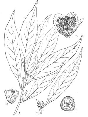 <a href="https://taieol.tw/muse/digi_object/ef3b00f4374271ed2d369eea76e2b2c0" target="_blank">楊桐葉灰木／By：台灣樹木誌／臺灣維管束植物簡誌</a>