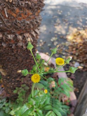 <a href="https://taieol.tw/muse/digi_object/b09c08b5edd467272e390199303c2f4a" target="_blank">苦滇菜／By：naturalist5923／iNaturalist</a>