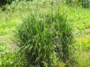 <a href="https://taieol.tw/muse/digi_object/bfdd23aead48decf38aedd189a11ff39" target="_blank">香茅／By：leaf0605／iNaturalist</a>