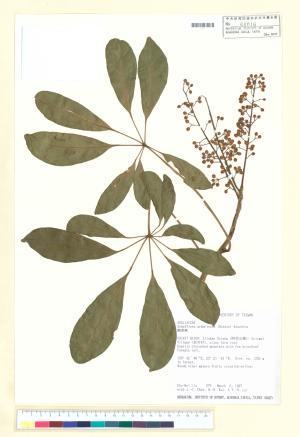 <a href="https://brmas.openmuseum.tw/muse/digi_object/0acd4ca9e970c1fa1c2eeedcbb2099e4" target="_blank">鵝掌蘗／中央研究院生物多樣性研究博物館植物標本館 (HAST)</a>