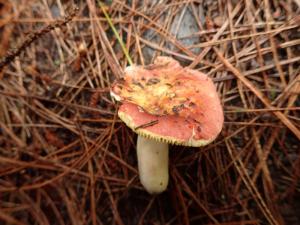 Russula aurea(金黃紅菇)