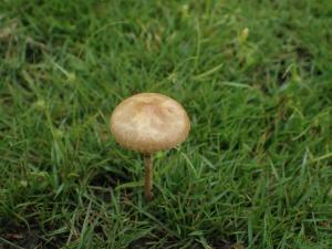 Agrocybe pediades(平田頭菇)