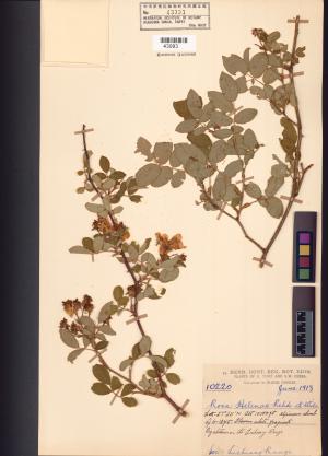 <a href="https://brmas.openmuseum.tw/muse/digi_object/0ada375d3f830a775157cef597ba44fa" target="_blank">薔薇屬／中央研究院生物多樣性研究博物館植物標本館 (HAST)</a>