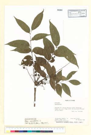 <a href="https://brmas.openmuseum.tw/muse/digi_object/0adbf69a78740987854a1c5f65c20520" target="_blank">木蠟樹／中央研究院生物多樣性研究博物館植物標本館 (HAST)</a>