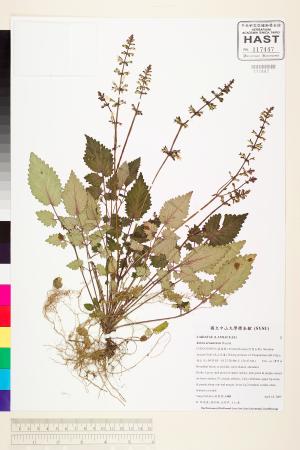 <a href="https://brmas.openmuseum.tw/muse/digi_object/0af33ed71893c80c6f307d929238b701" target="_blank">阿里山紫緣花鼠尾草(阿里山紫參、阿里山紫花鼠尾草)／中央研究院生物多樣性研究博物館植物標本館 (HAST)</a>