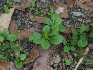 <a href="https://taieol.tw/muse/digi_object/25651aca971abf5ecd5be3fd8f17e785" target="_blank">土人參／By：doggy0406／iNaturalist</a>