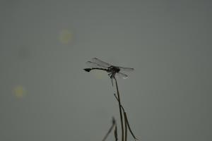 <a href="https://taieol.tw/muse/digi_object/8a21b5346563a72f52e05a8a8acd30a8" target="_blank">粗鉤春蜓／By：rururubisco／iNaturalist</a>