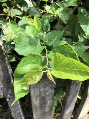 <a href="https://taieol.tw/muse/digi_object/73ca83981377f3fe95b9f885d98d6b9c" target="_blank">桑／By：yuhan30／iNaturalist</a>