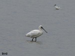 20091224_380259_Black-faced_Spoonbill_4589.jpg